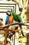 Colorful couple parrots sitting