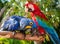 Colorful couple red and blue macaws sitting on log.