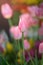 Colorful of couple tulips against sunlight as floral background