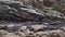 colorful crab crawling over rock surface in Paracas, Peru