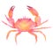 Colorful crab. Hand painting watercolor illustration