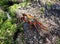 Colorful crab sitting on a mossy rock in the Galapagos.