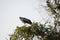 Colorful Crane Hawk on Treetop