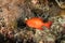 Colorful crescent-tail bigeye fish