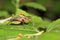 Colorful cricket on a leaf