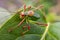 Colorful cricket on the leaf II