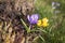 Colorful crocuses