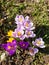 colorful crocuses and insects flying above them