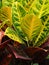 Colorful croton home plant leaves