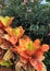 Colorful Croton Indian Hawthorn Shrub