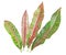 Colorful Croton leaf isolated