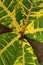 Colorful Croton leaves