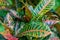 Colorful croton leaves for background