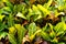 Colorful Croton Leaves Background. Croton plant. Croton leaves background