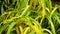 Colorful croton plant closeup yellow and green colors