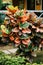 Colorful Crotons - Codiaeum - Bushes Growing Along Walkway, Way Park Garden