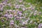 Colorful Crown vetch in Full bloom