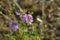 Colorful crown vetch, vetch, securigera varia with bumblebee collecting nectar