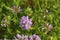 Colorful crown vetch, vetch, securigera varia with bumblebee collecting nectar