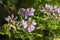 Colorful crown vetch, vetch, securigera varia with bumblebee collecting nectar