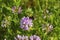 Colorful crown vetch, vetch, securigera varia with bumblebee collecting nectar