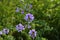 Colorful crown vetch, vetch, securigera varia on meadow in summer