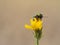 Colorful Cryptocephalus sericeus beetle sitting on a yellow blooming flower