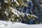 Colorful curious crossbill sits on the snowy branches