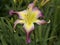 Colorful And Curly Spider Form Daylily