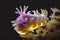 Colorful cute nudibranch sea slug creature