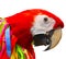 Colorful cutout of red parrot with tassels and ribbons