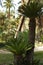 Colorful Cycas revoluta in the garden