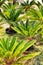 Colorful Cycas revoluta in the garden