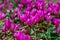 colorful cyclamen flower in spring garden