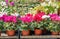 Colorful cyclamen flowers