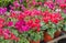 Colorful cyclamen flowers