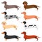 Colorful Dachshund set