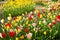 Colorful daffodils and tulips in spring