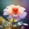 Colorful dahlia flower with water drops