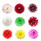 Colorful dahlia flowers isolated on a white