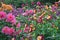 Colorful dahlias garden