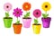 Colorful Daisies In Pots. Vector