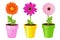 Colorful Daisies In Pots. Vector