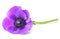 Colorful Daisy Anemone, WildrÃ¶schen isolated, including clipping path without shade.