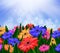 Colorful daisy gerbera flowers
