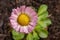 Colorful daisy with rain drops. Beautiful little flower in magnification