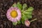 Colorful daisy with rain drops. Beautiful little flower in magnification