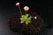 Colorful daisy with rain drops. Beautiful little flower in magnification