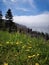 Colorful dandelions with foggy coastal background.