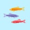 Colorful danios aquarium fish. Flat vector illustration